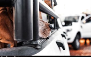 Photo 10 Hound close up b