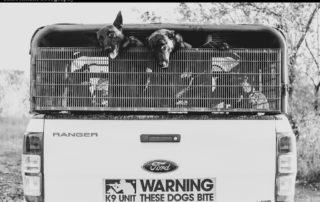 Photo 6 dogs on vehicle